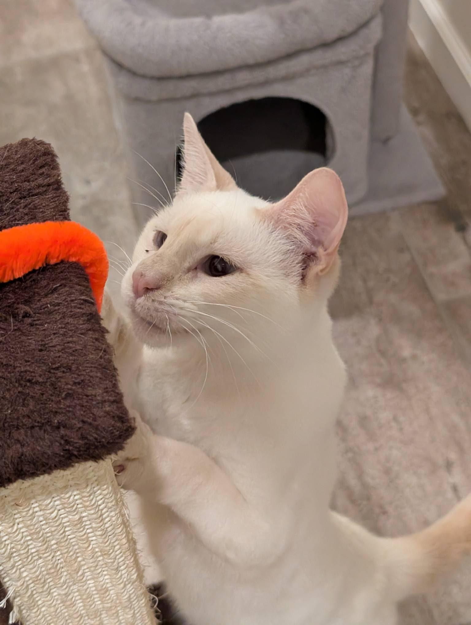 Pumpkin, a Adoptable Domestic Short Hair in San Francisco, CA image 1/4