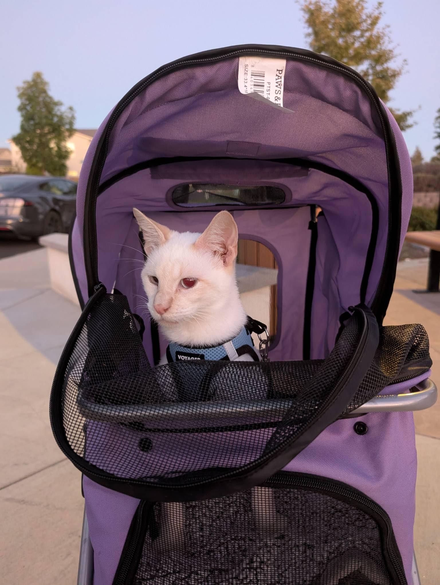 Pumpkin, a Adoptable Domestic Short Hair in San Francisco, CA image 2/4
