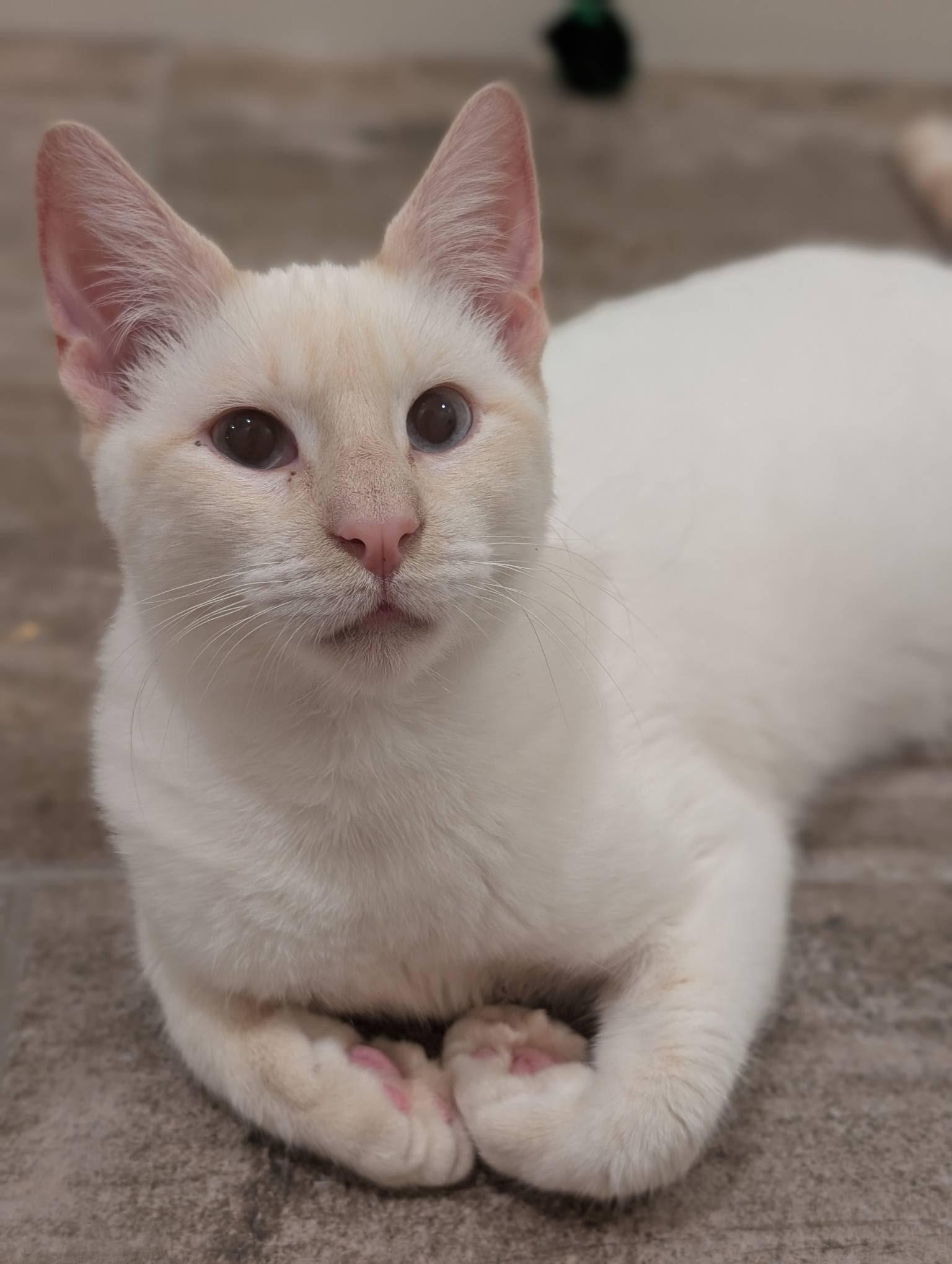 Pumpkin, a Adoptable Domestic Short Hair in San Francisco, CA image 3/4