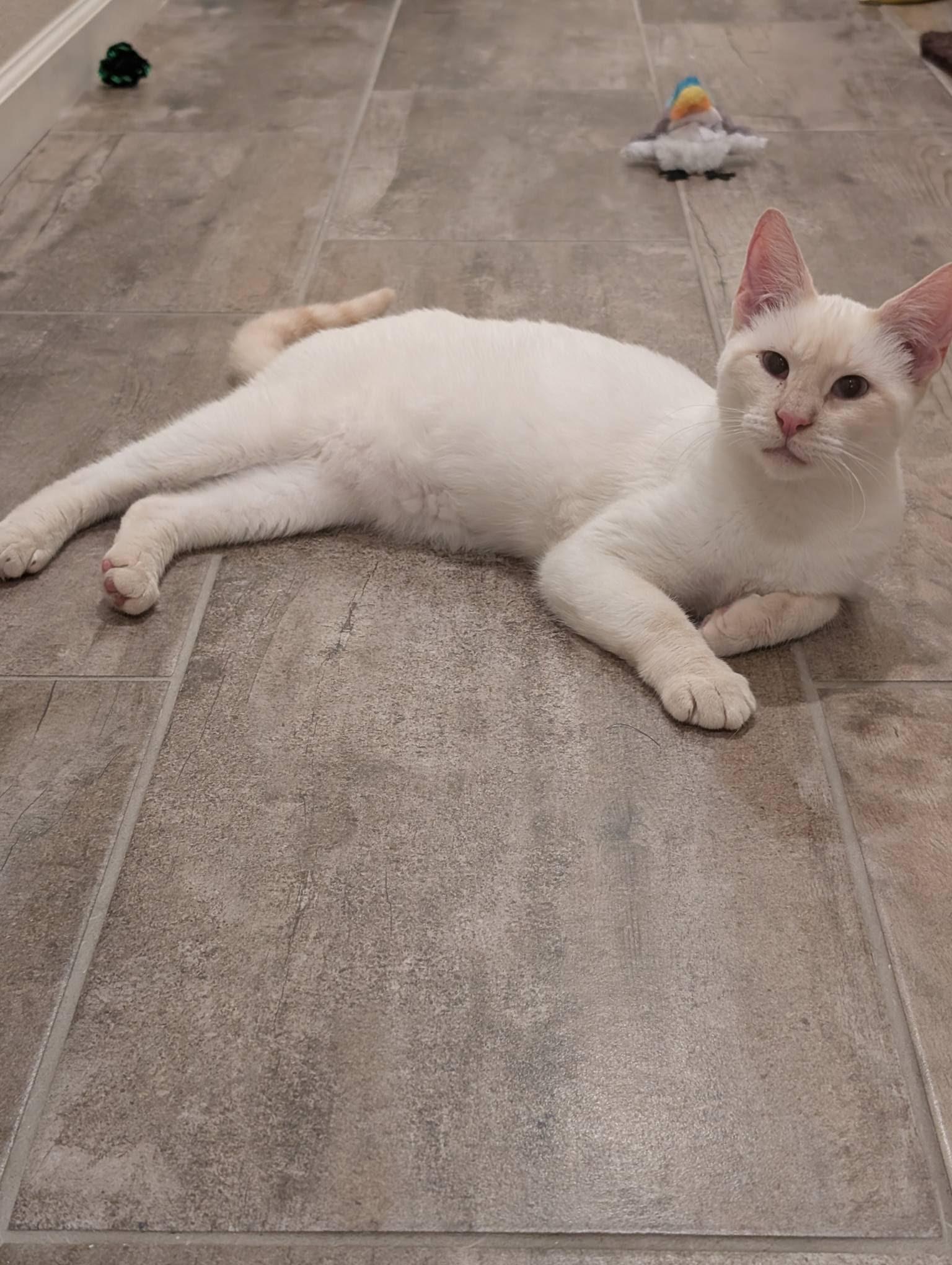 Pumpkin, a Adoptable Domestic Short Hair in San Francisco, CA image 4/4