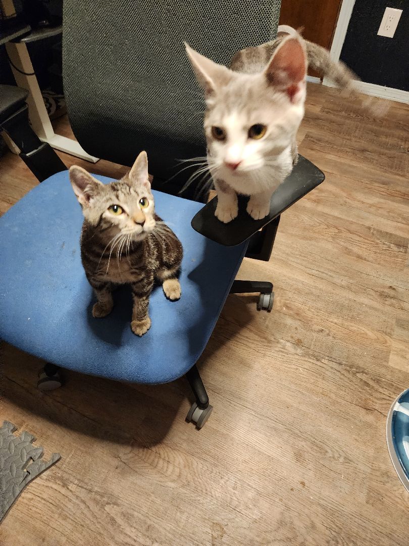 Kittendore, adopted, Kitten Male Domestic Short Hair.