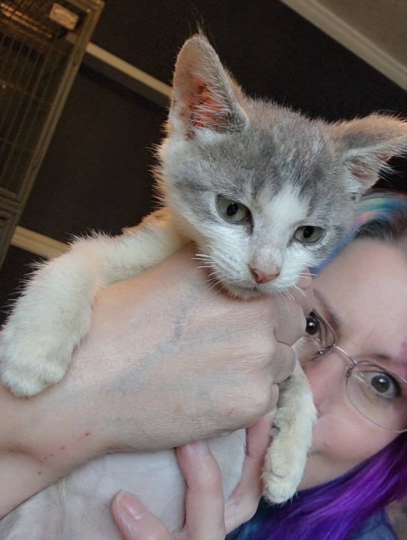 Enlarge Kittendore, an adopted mixed breed in Lacey, WA image 3/3