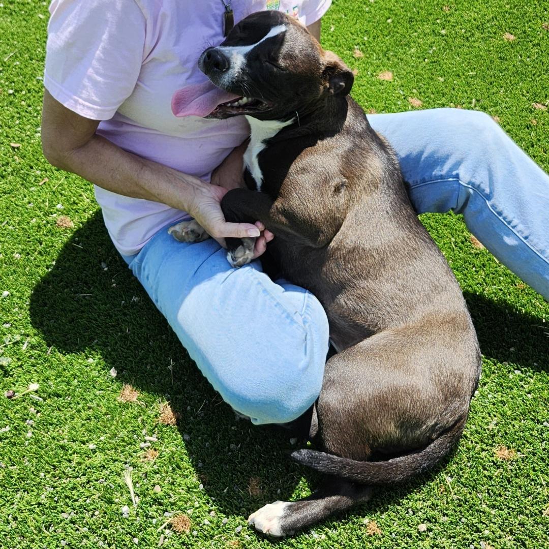 Enlarge Lulu, a Adoptable Pit Bull Terrier in Burbank, CA image 5/6