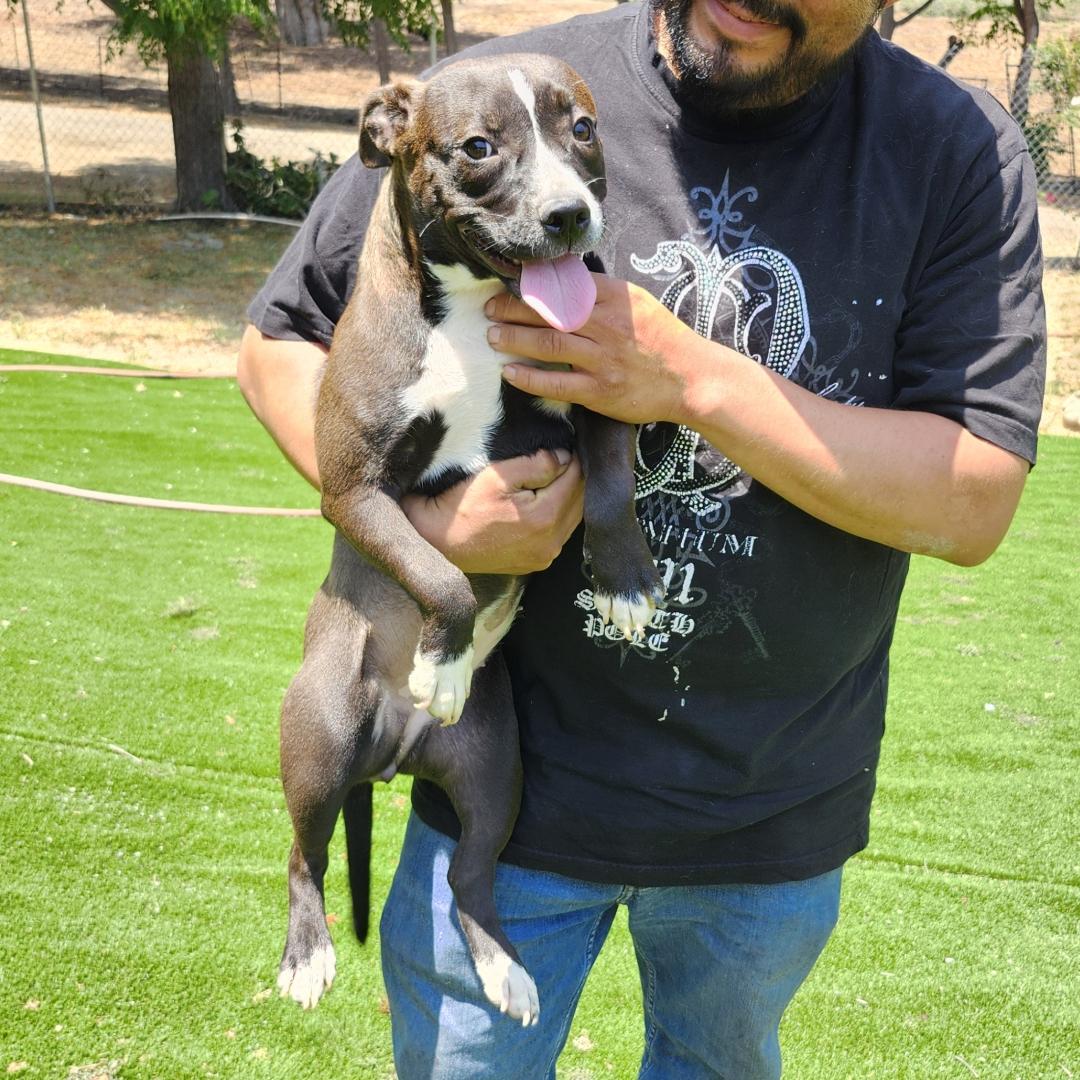 Enlarge Lulu, a Adoptable Pit Bull Terrier in Burbank, CA image 3/6