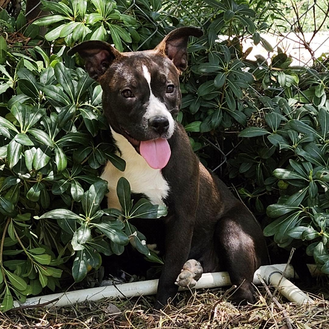 Enlarge Lulu, a Adoptable Pit Bull Terrier in Burbank, CA image 2/6
