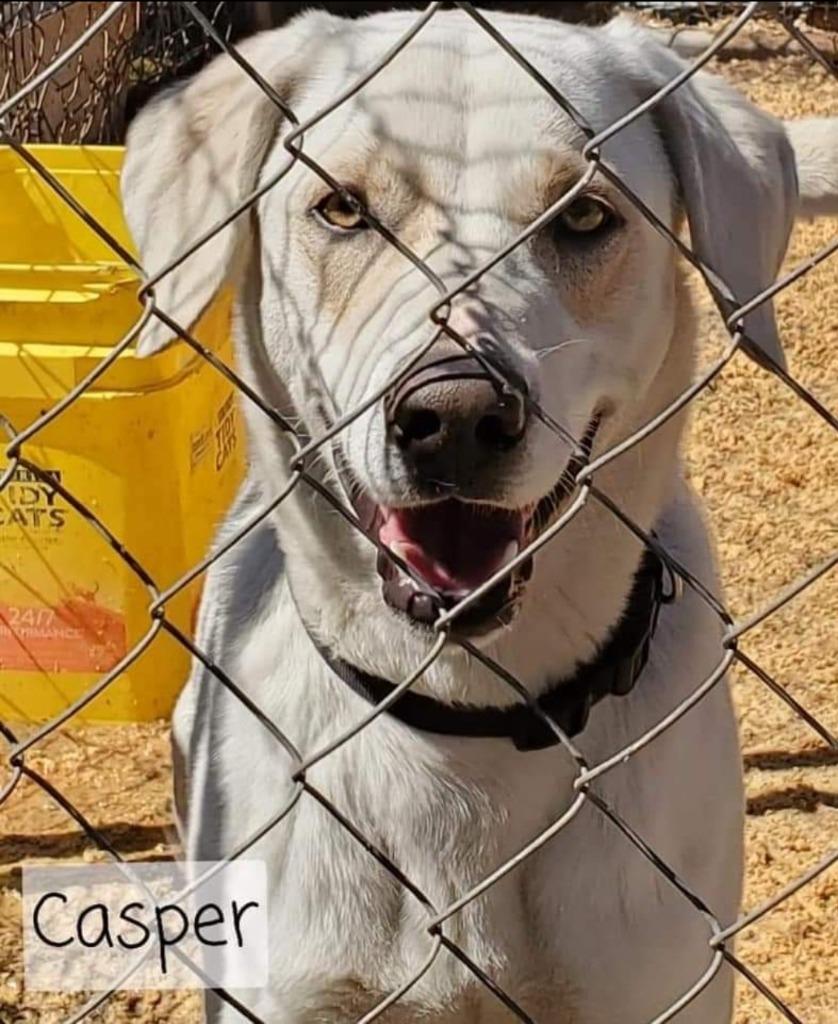 Enlarge Casper, a Adoptable mixed breed in El Dorado, AR image 1/6