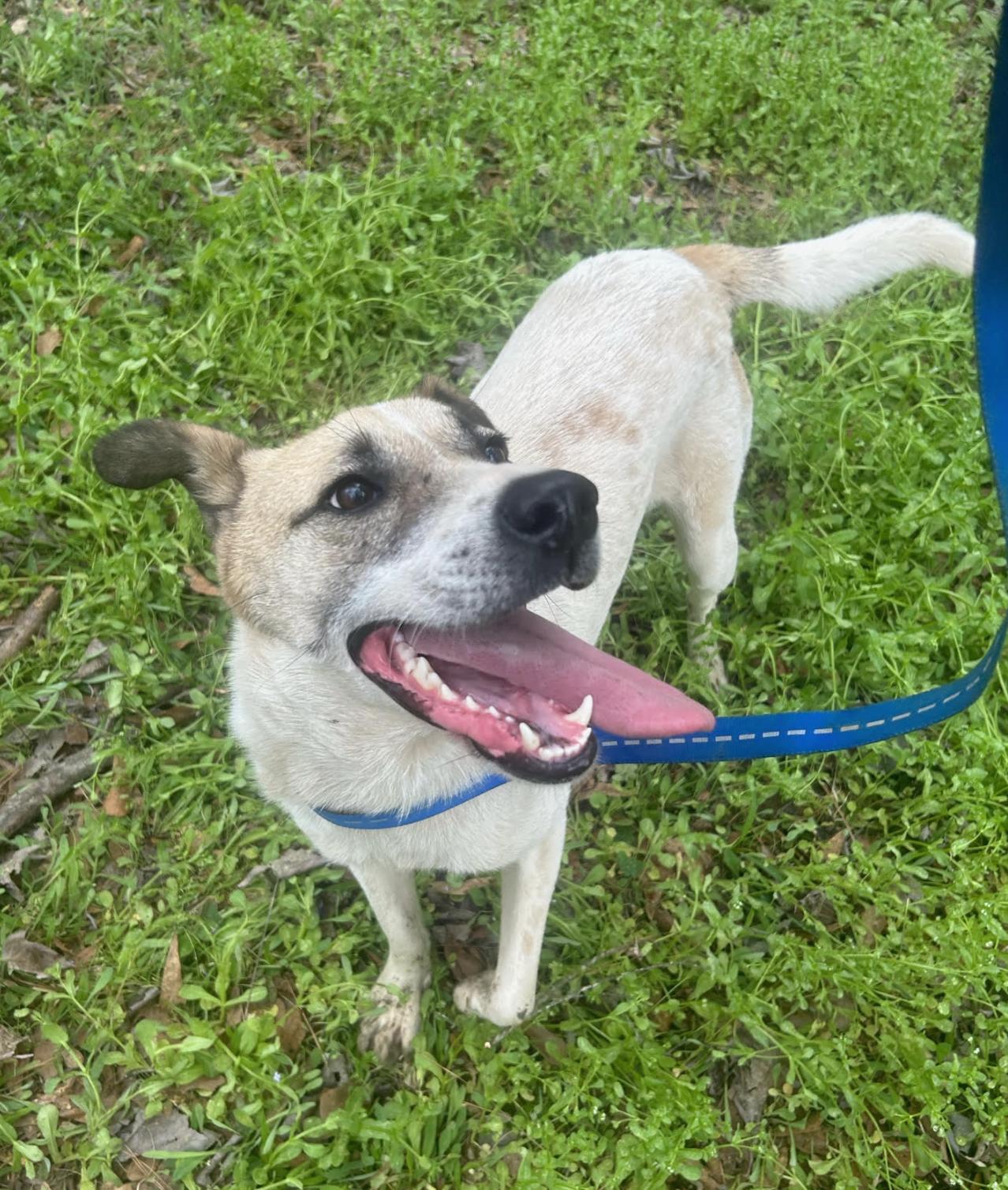 Haleigh, a Adoptable mixed breed in Woburn, MA image 3/6