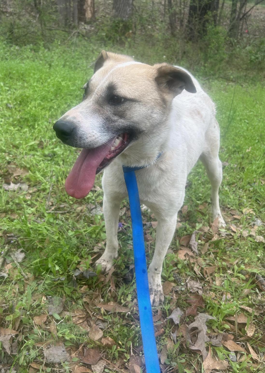 Haleigh, a Adoptable mixed breed in Woburn, MA image 6/6