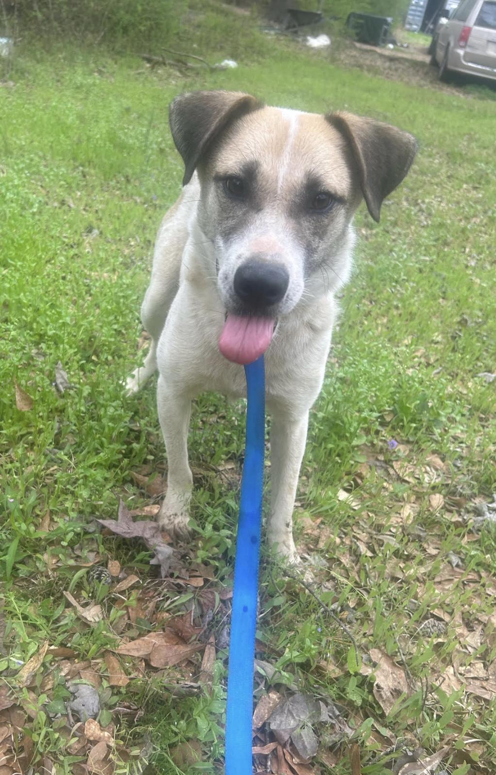 Haleigh, a Adoptable mixed breed in Woburn, MA image 4/6