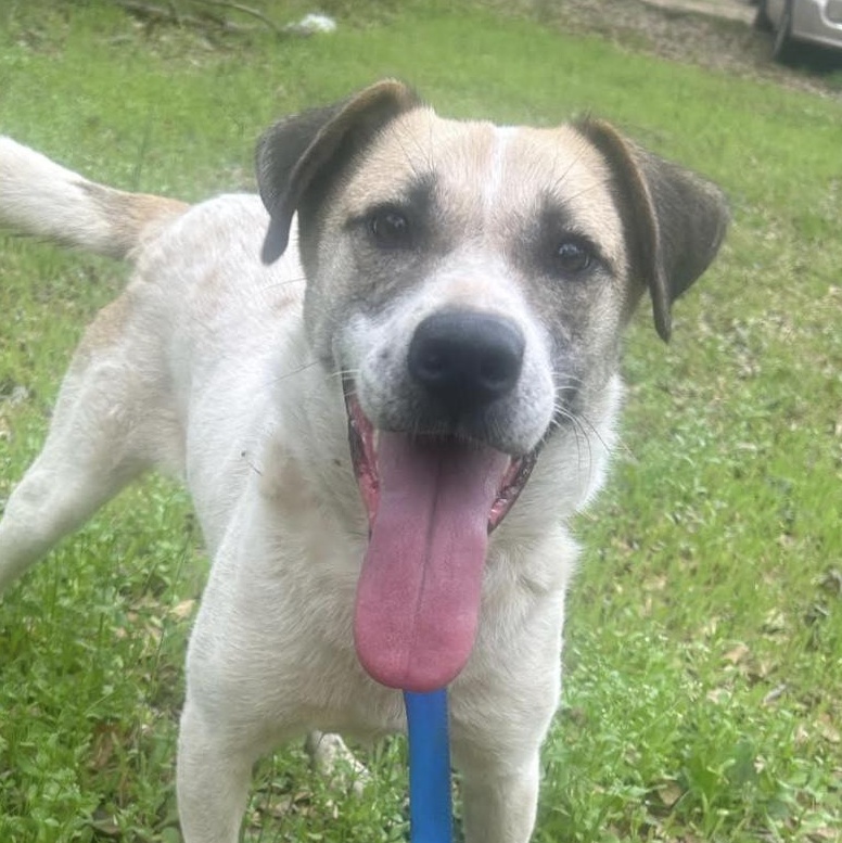 Haleigh, a Adoptable mixed breed in Woburn, MA image 1/6