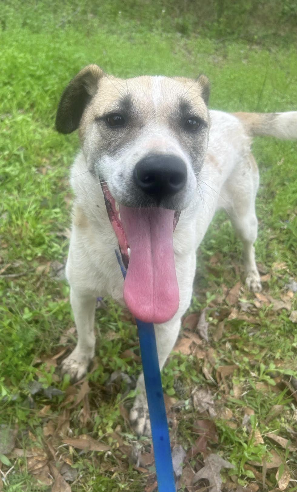 Haleigh, a Adoptable mixed breed in Woburn, MA image 5/6