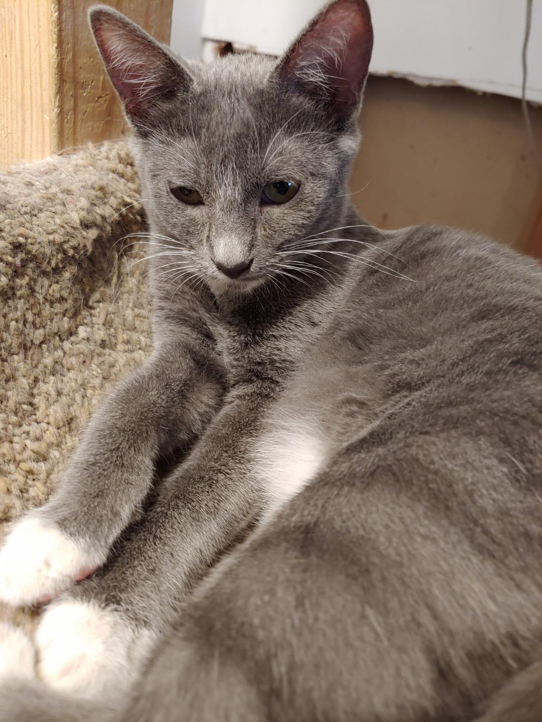Nutmeg, adopted, Kitten Female Domestic Short Hair.
