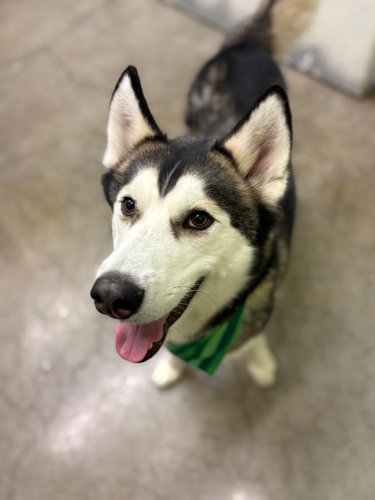 Theo, Adoptable, Adult Male Husky & Mixed Breed.