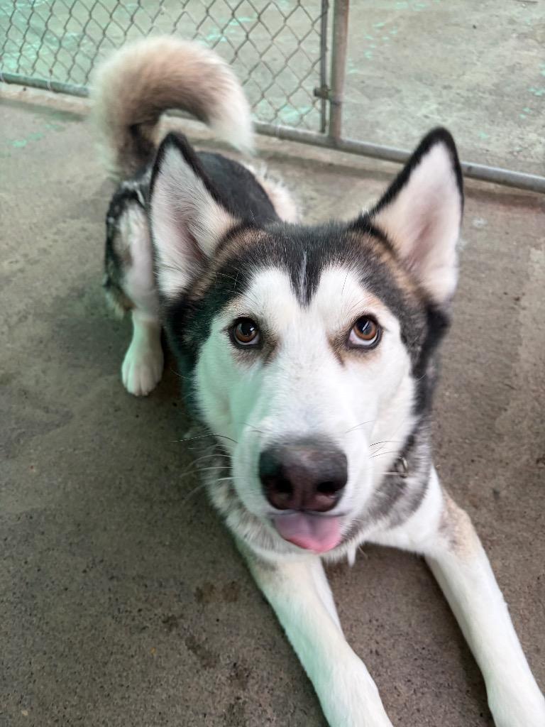 Enlarge Theo, a Adoptable mixed breed in St. Helens, OR image 2/6