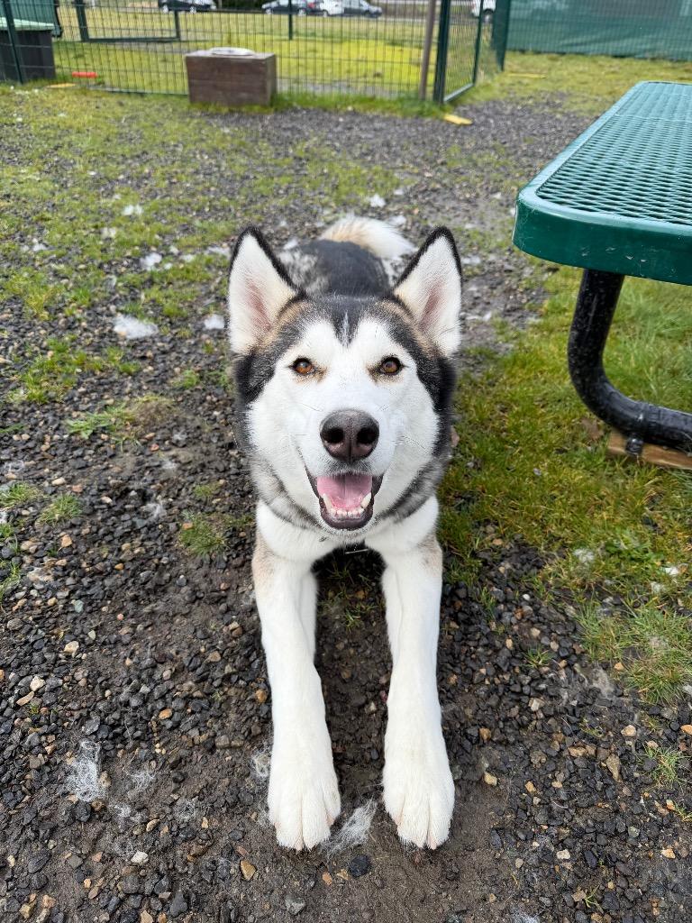 Enlarge Theo, a Adoptable mixed breed in St. Helens, OR image 3/6