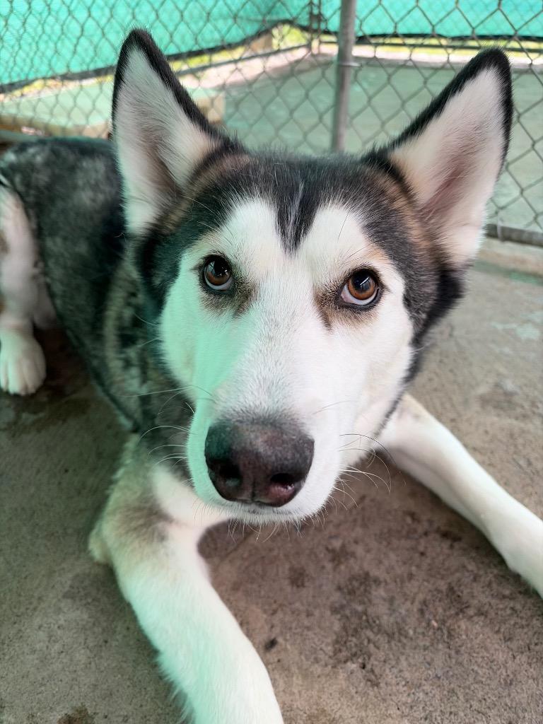 Enlarge Theo, a Adoptable mixed breed in St. Helens, OR image 5/6