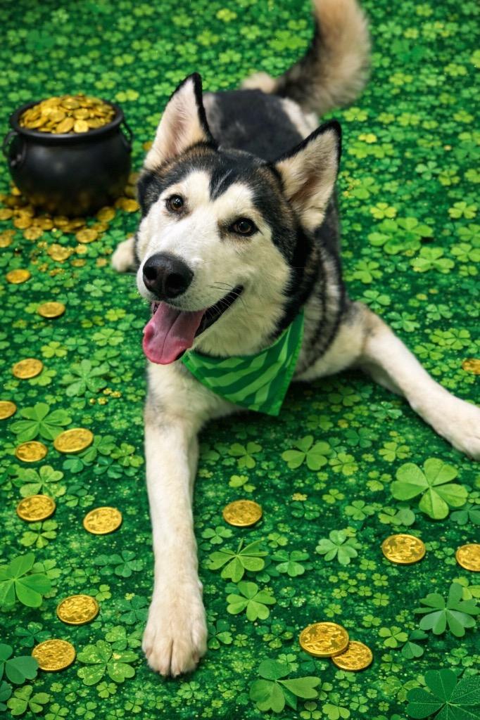 Enlarge Theo, a Adoptable mixed breed in St. Helens, OR image 6/6