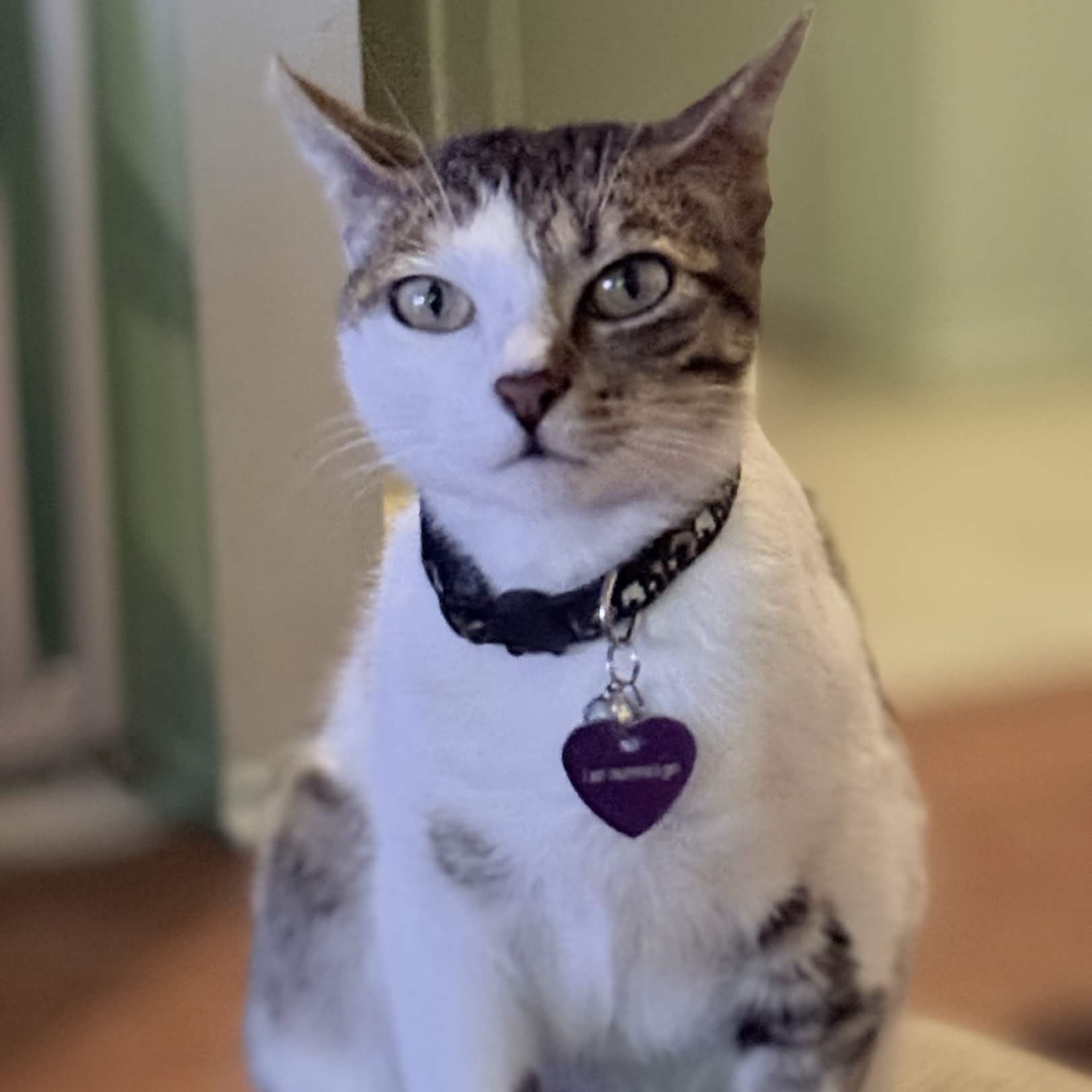 Bella, Adoptable, Young Female Domestic Short Hair.