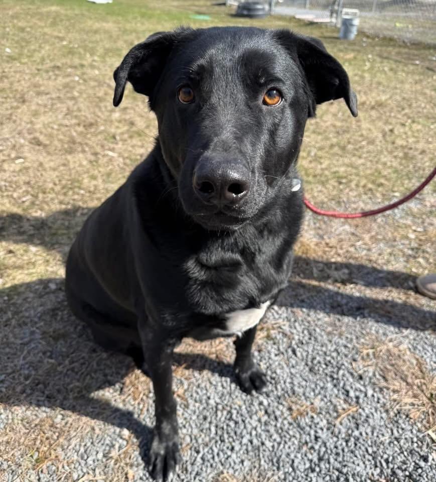 Milo , adopted, Adult Male Labrador Retriever & German Shepherd Dog.