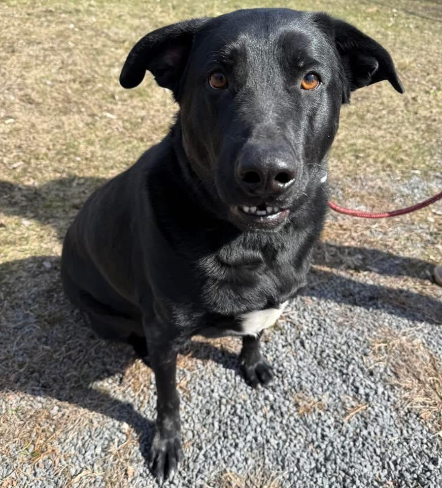 Enlarge Milo , an adopted mixed breed in Howes Cave, NY image 2/2