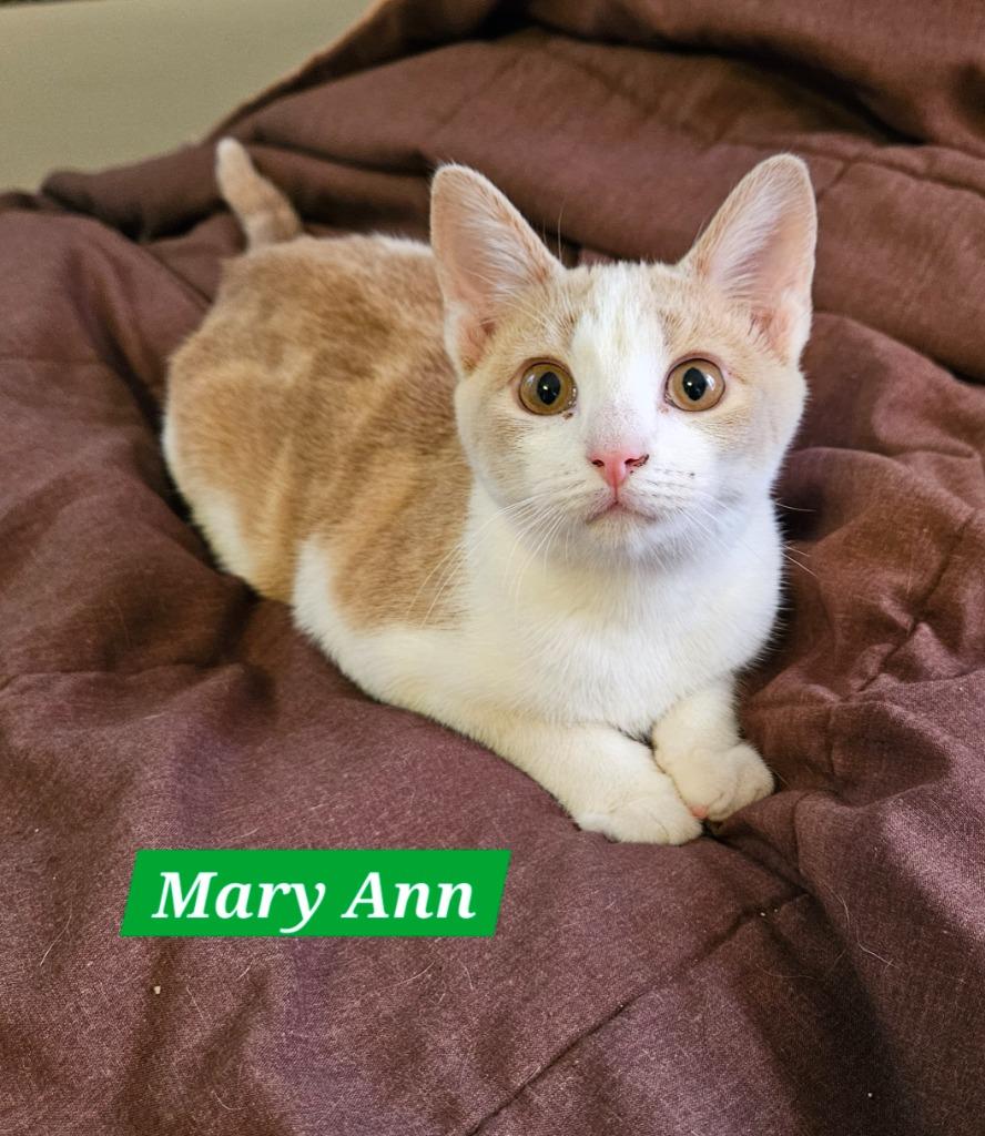 Enlarge Mary Ann, a Adoptable mixed breed in Manchester, TN image 1/1