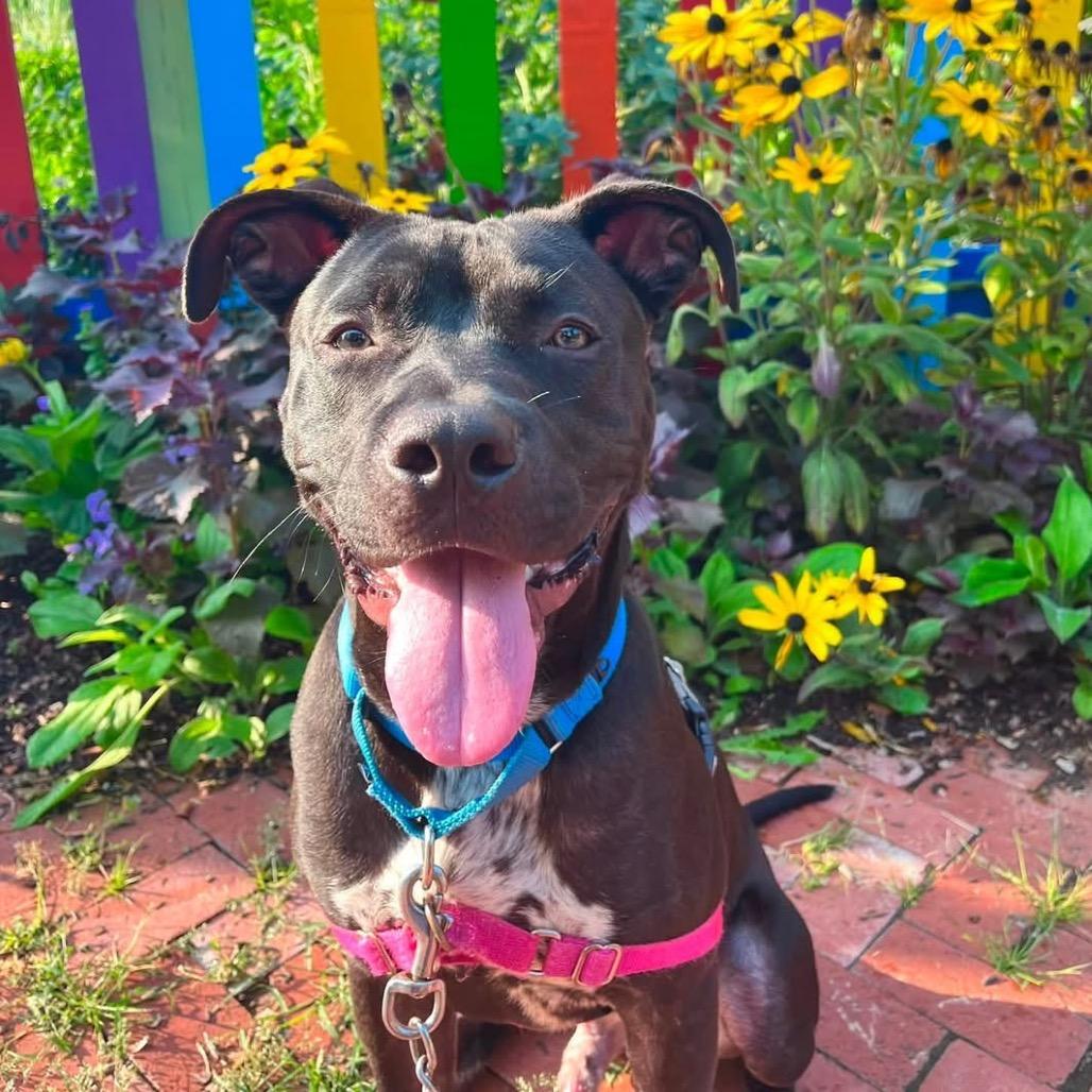 Blue, Adoptable, Young Male Mixed Breed.