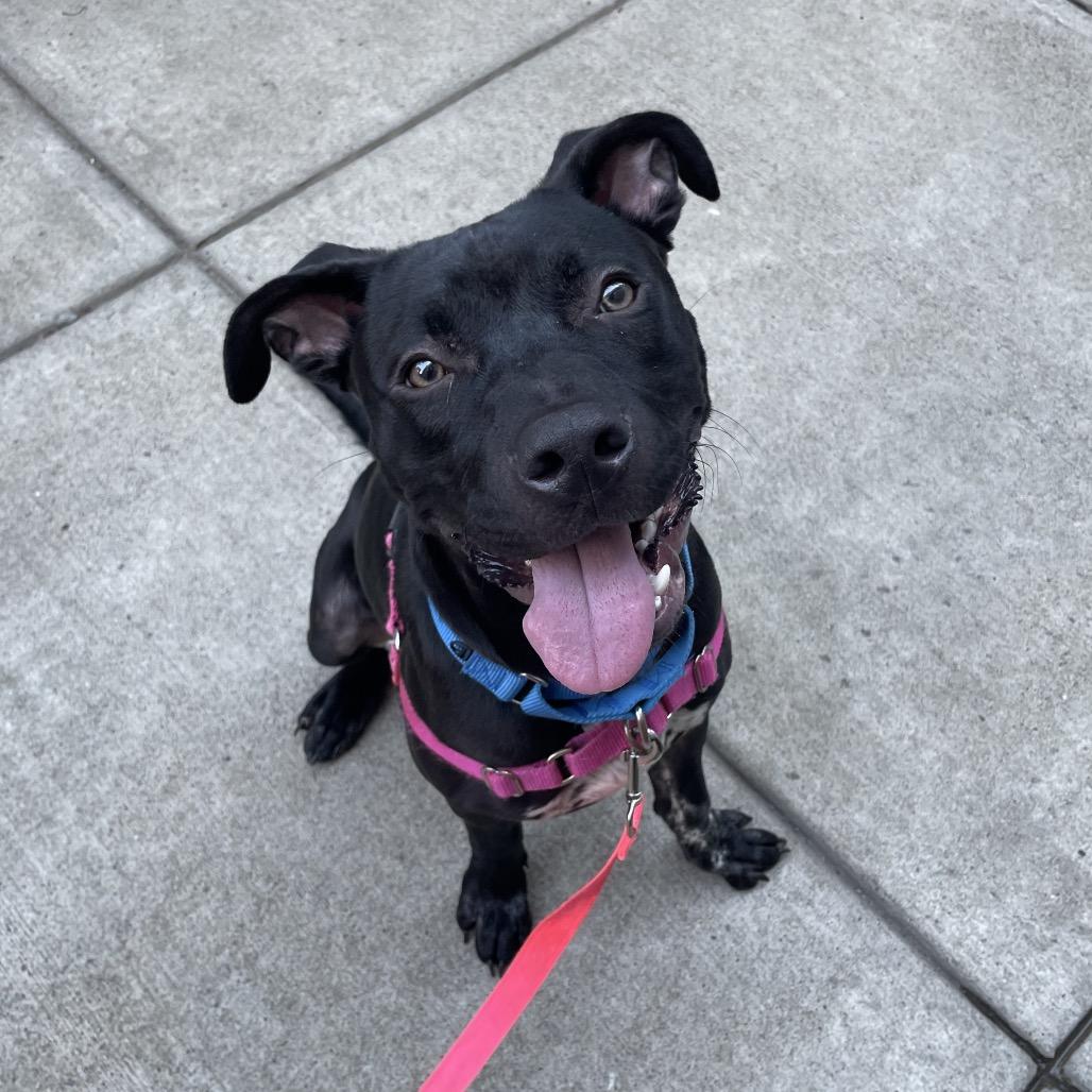 Enlarge Blue, a Adoptable Mixed Breed in Pittsburgh, PA image 2/6