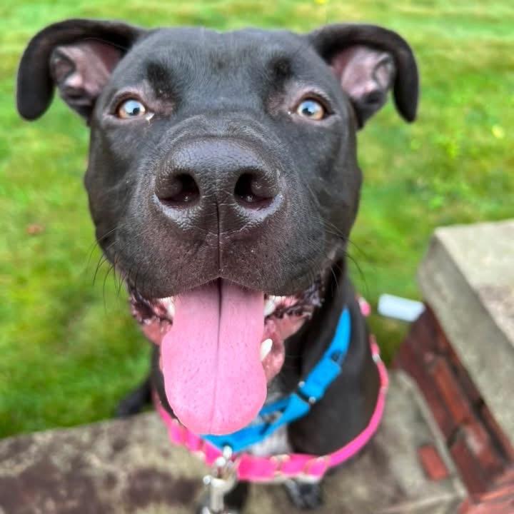Enlarge Blue, a Adoptable Mixed Breed in Pittsburgh, PA image 3/6