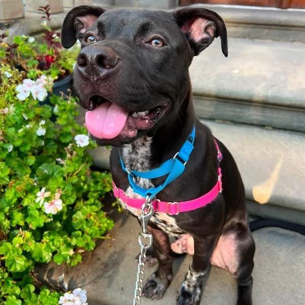 Enlarge Blue, a Adoptable Mixed Breed in Pittsburgh, PA image 4/6