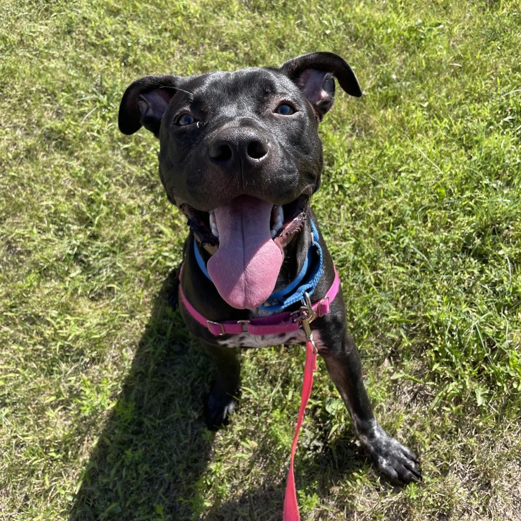 Enlarge Blue, a Adoptable Mixed Breed in Pittsburgh, PA image 5/6