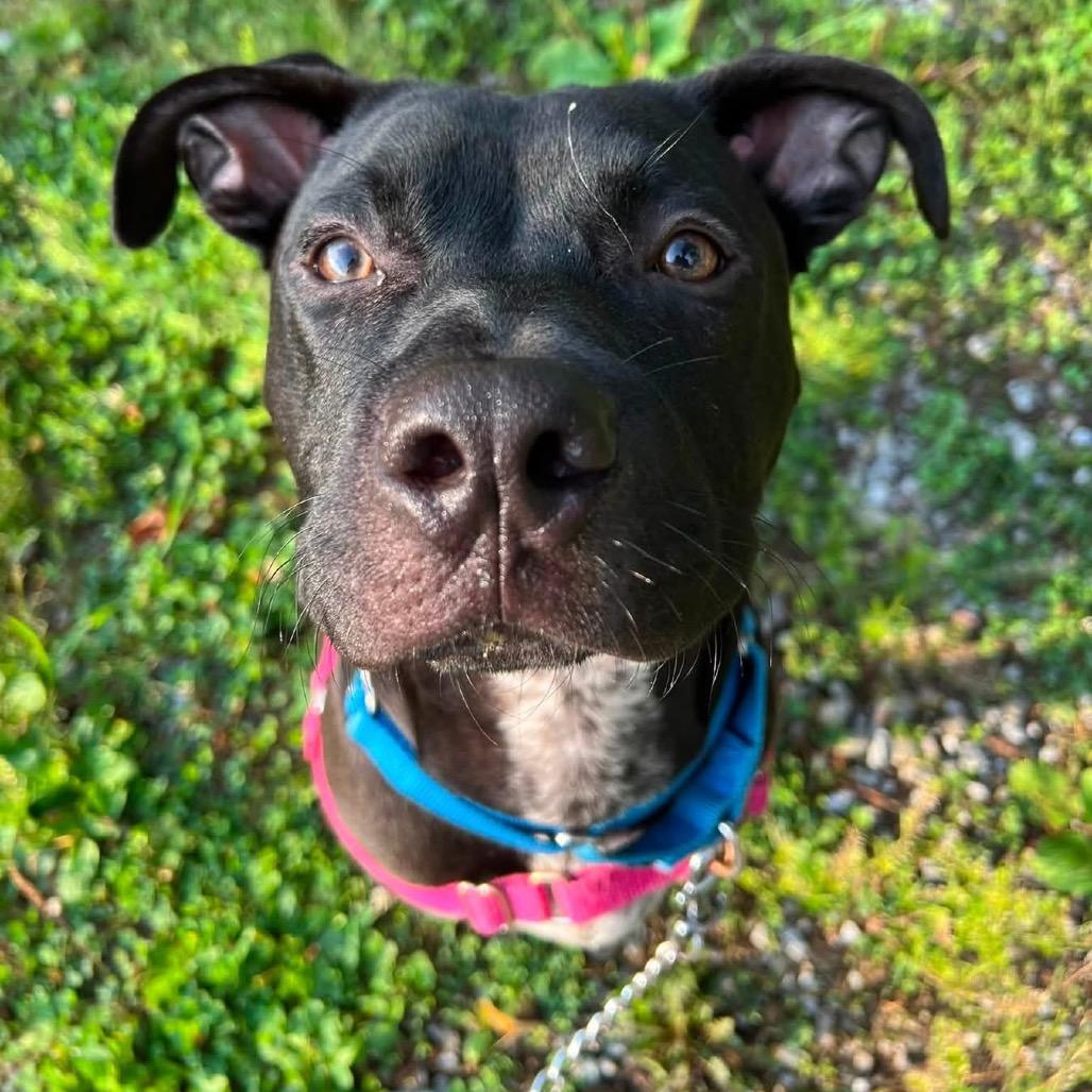 Enlarge Blue, a Adoptable Mixed Breed in Pittsburgh, PA image 6/6