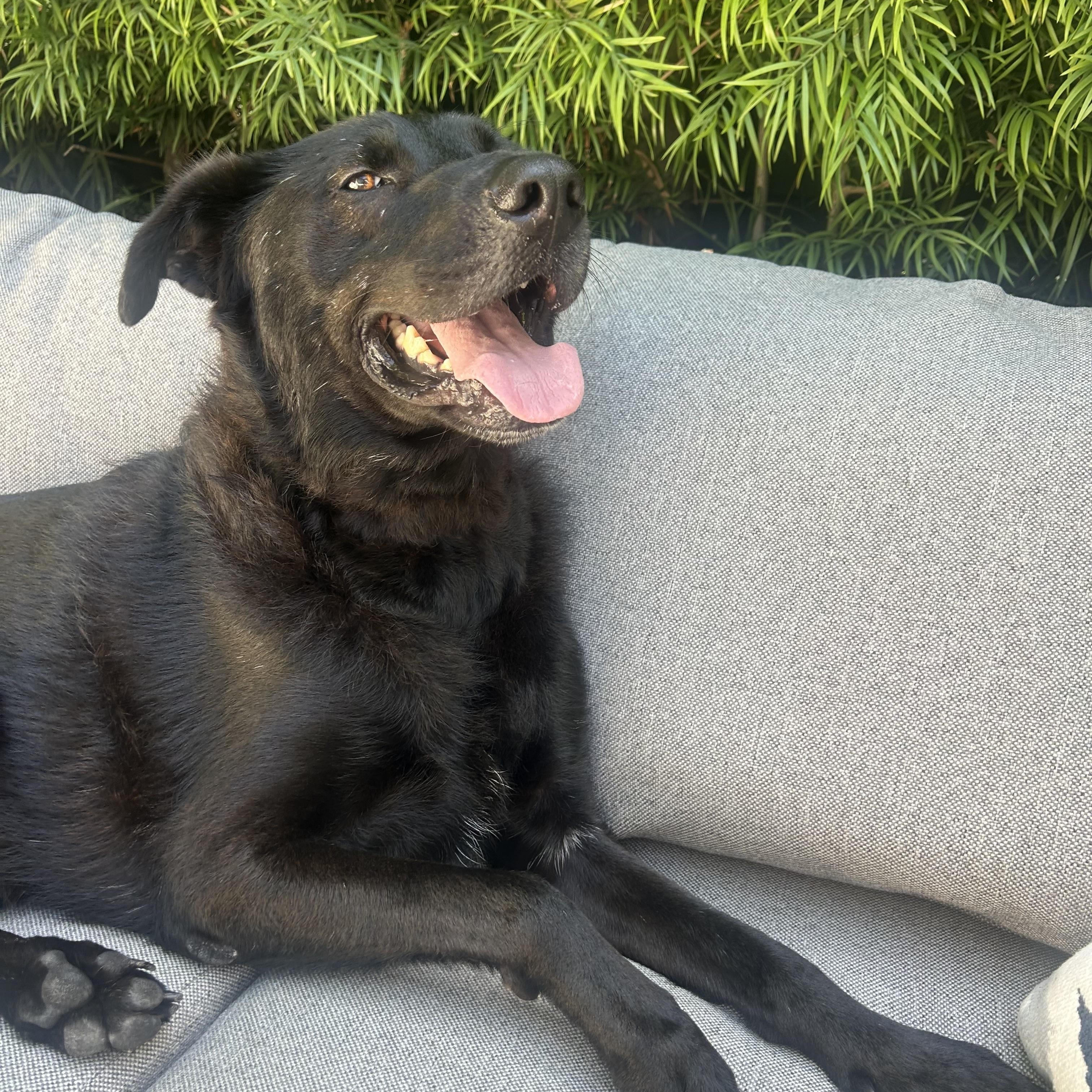 Enlarge Taz, a Adoptable mixed breed in San Diego, CA image 5/6