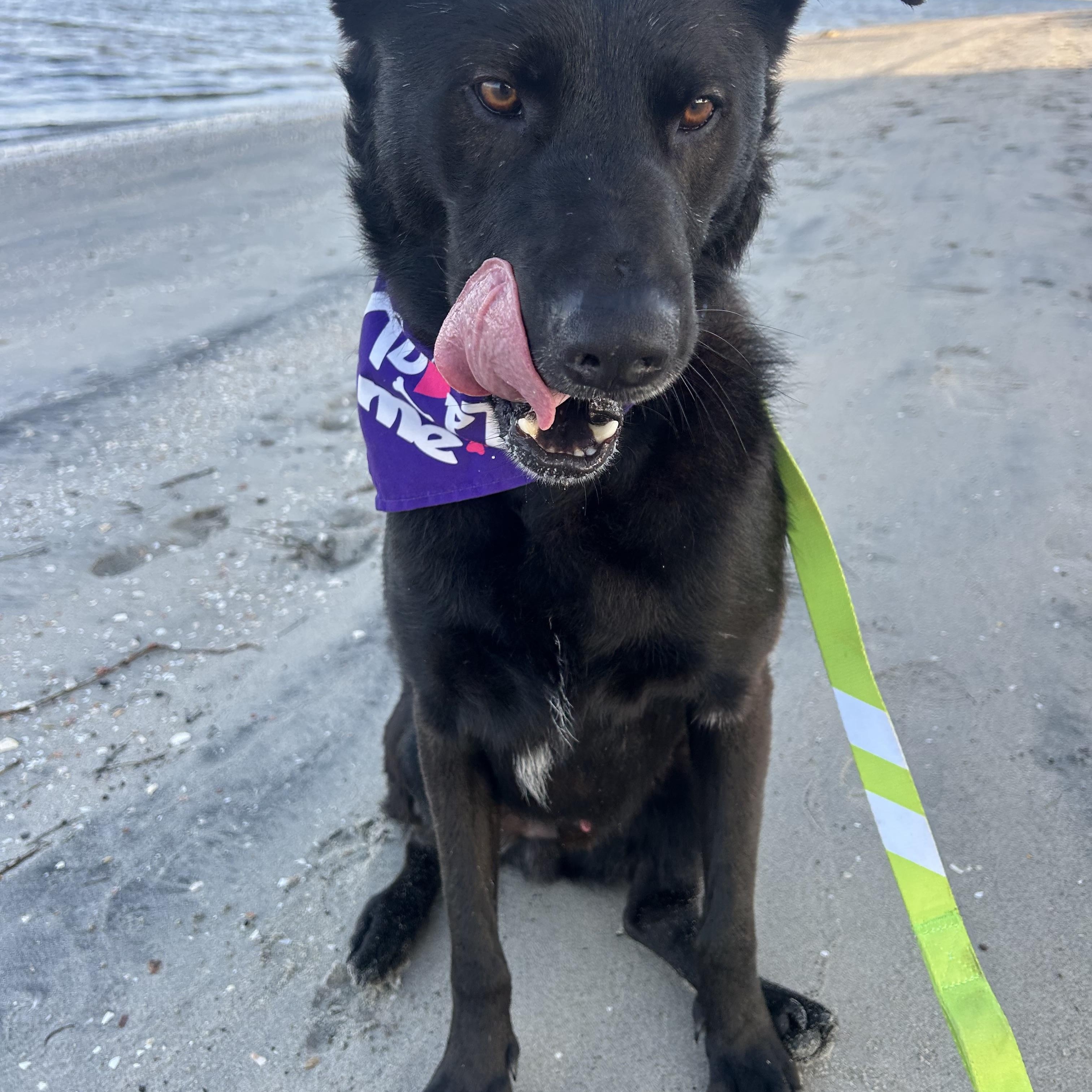 Enlarge Taz, a Adoptable mixed breed in San Diego, CA image 6/6