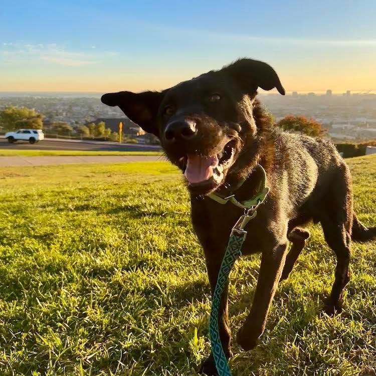 Enlarge Taz, a Adoptable mixed breed in San Diego, CA image 2/6