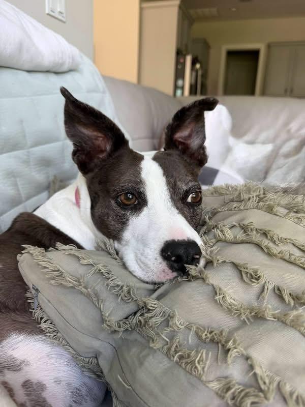 Enlarge Mia, a Adoptable mixed breed in Saint Augustine, FL image 1/2