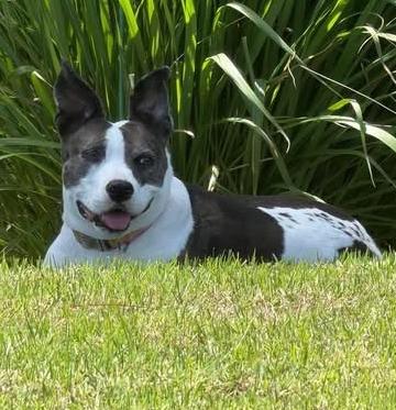 Enlarge Mia, a Adoptable mixed breed in Saint Augustine, FL image 2/2