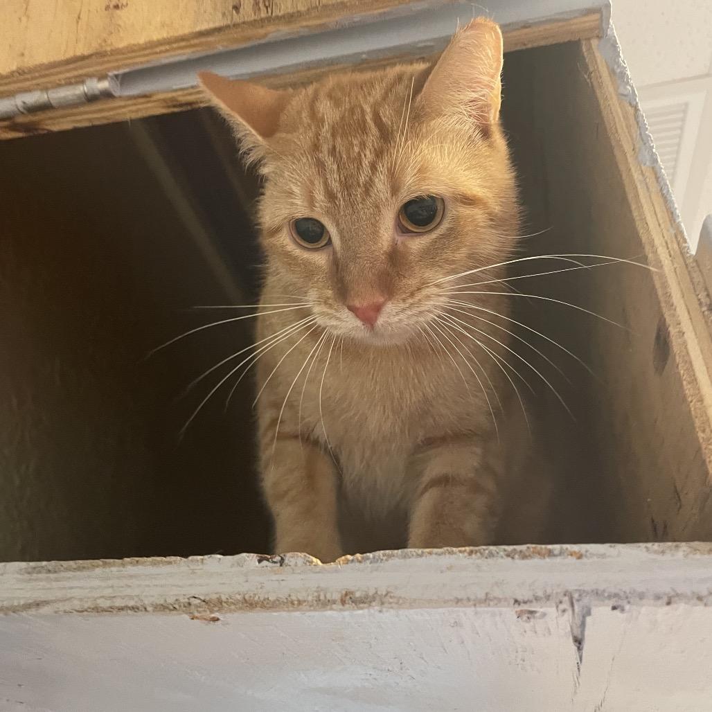Mama Bear, Adoptable, Adult Female Domestic Short Hair.