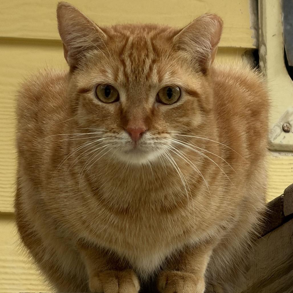 Enlarge Mama Bear, a Adoptable Domestic Short Hair in Port Charlotte, FL image 3/5