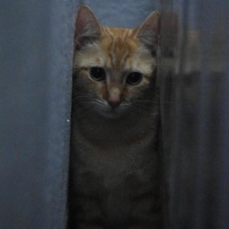 Mama Bear, a Adoptable Domestic Short Hair in Port Charlotte, FL image 2/4