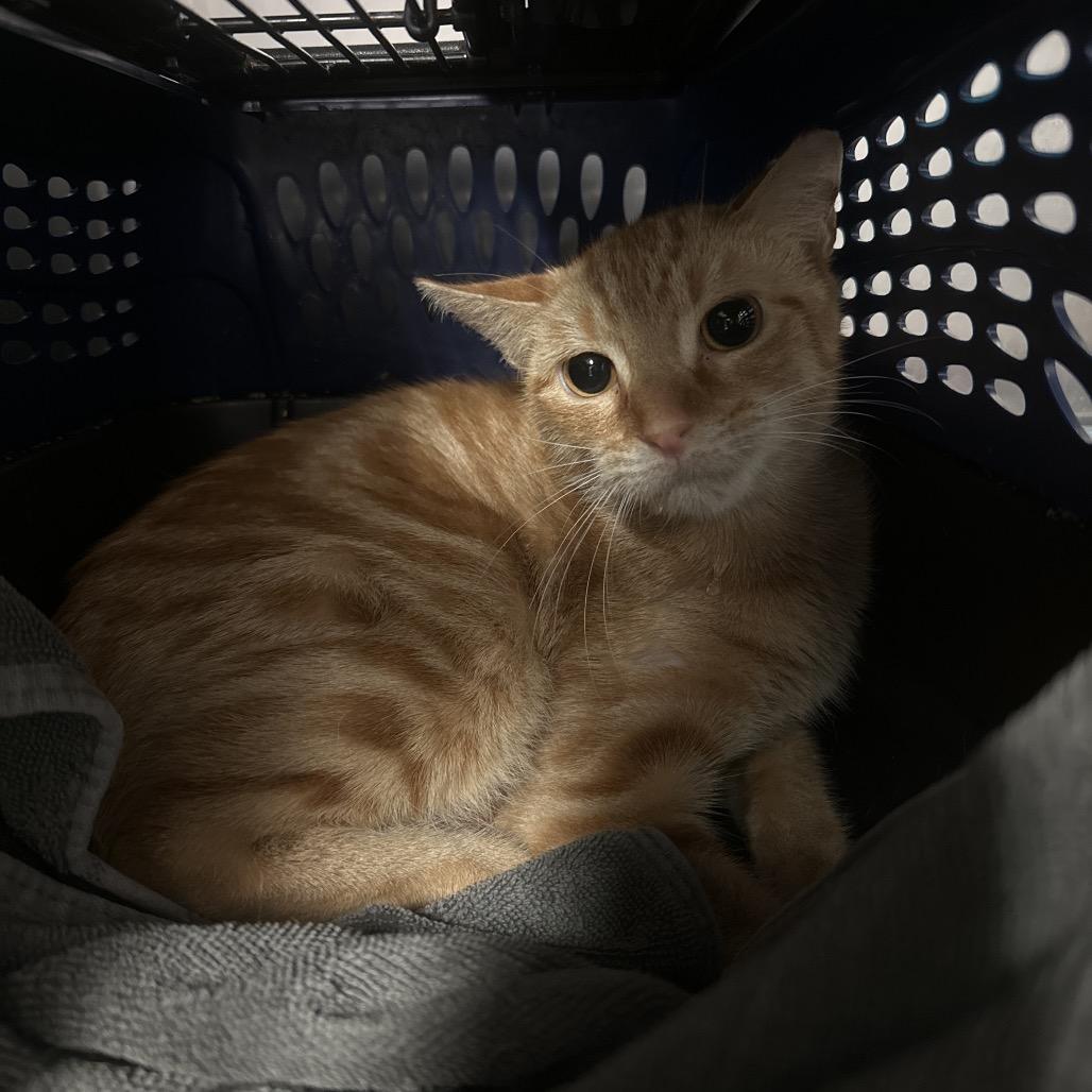 Mama Bear, a Adoptable Domestic Short Hair in Port Charlotte, FL image 3/4