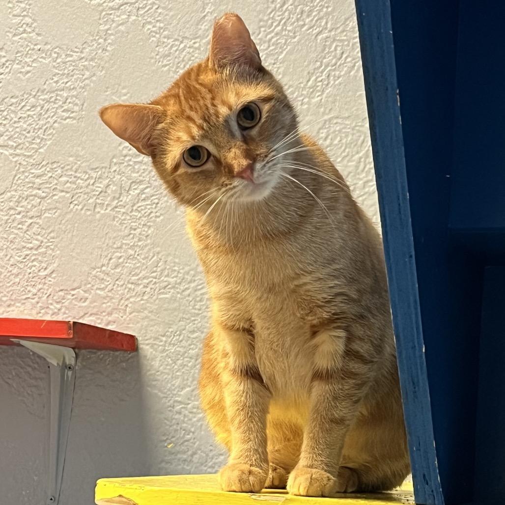 Mama Bear, a Adoptable Domestic Short Hair in Port Charlotte, FL image 4/4