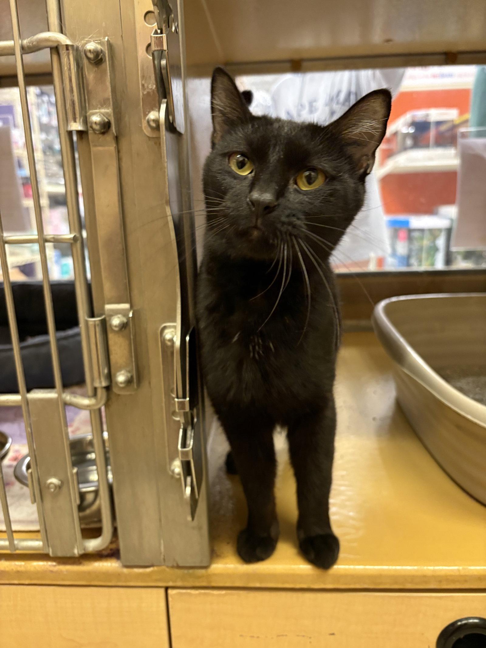 Enlarge Lexi, a Adoptable Domestic Short Hair in Yardley, PA image 1/3