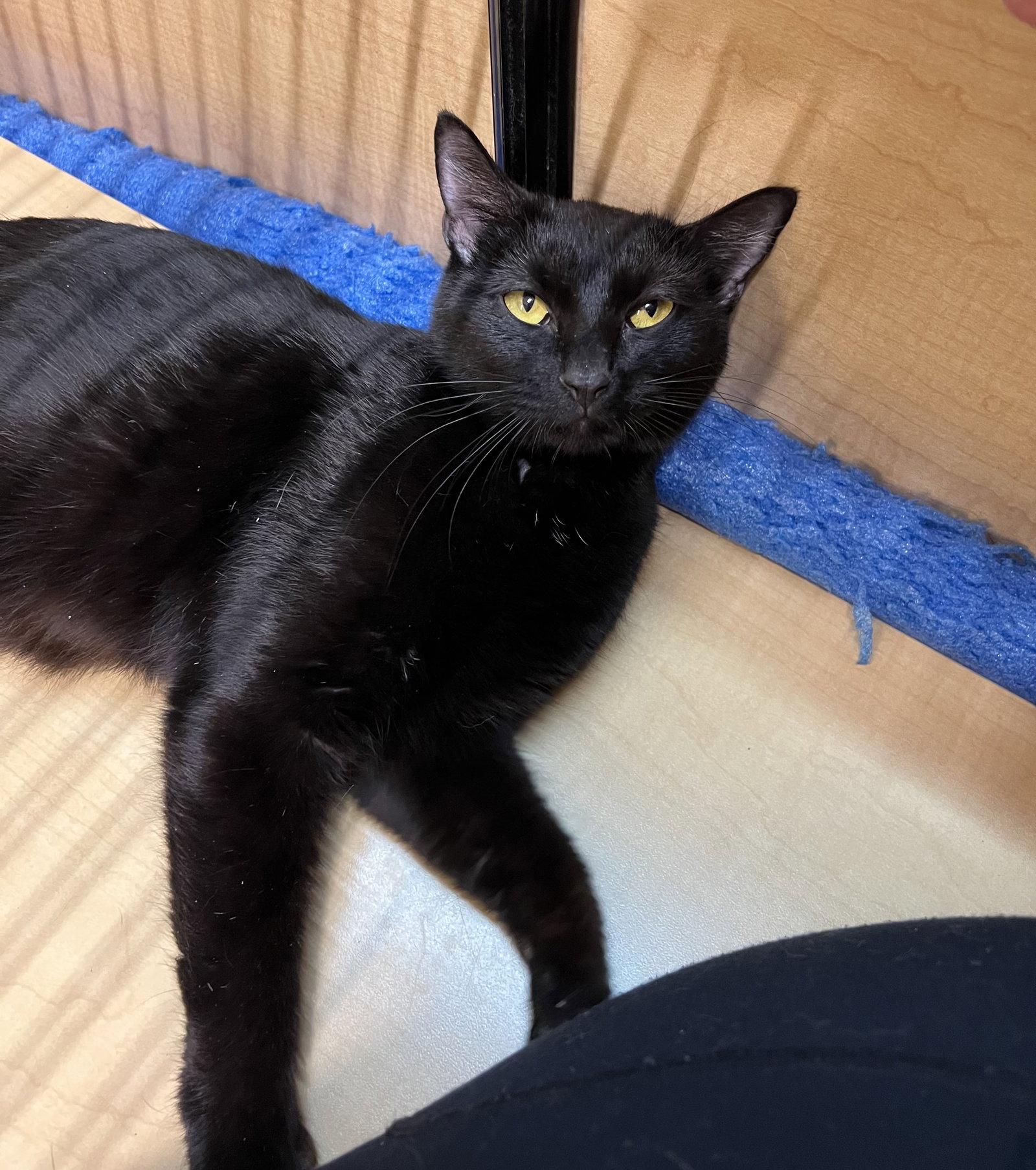 Enlarge Lexi, a Adoptable Domestic Short Hair in Yardley, PA image 2/3