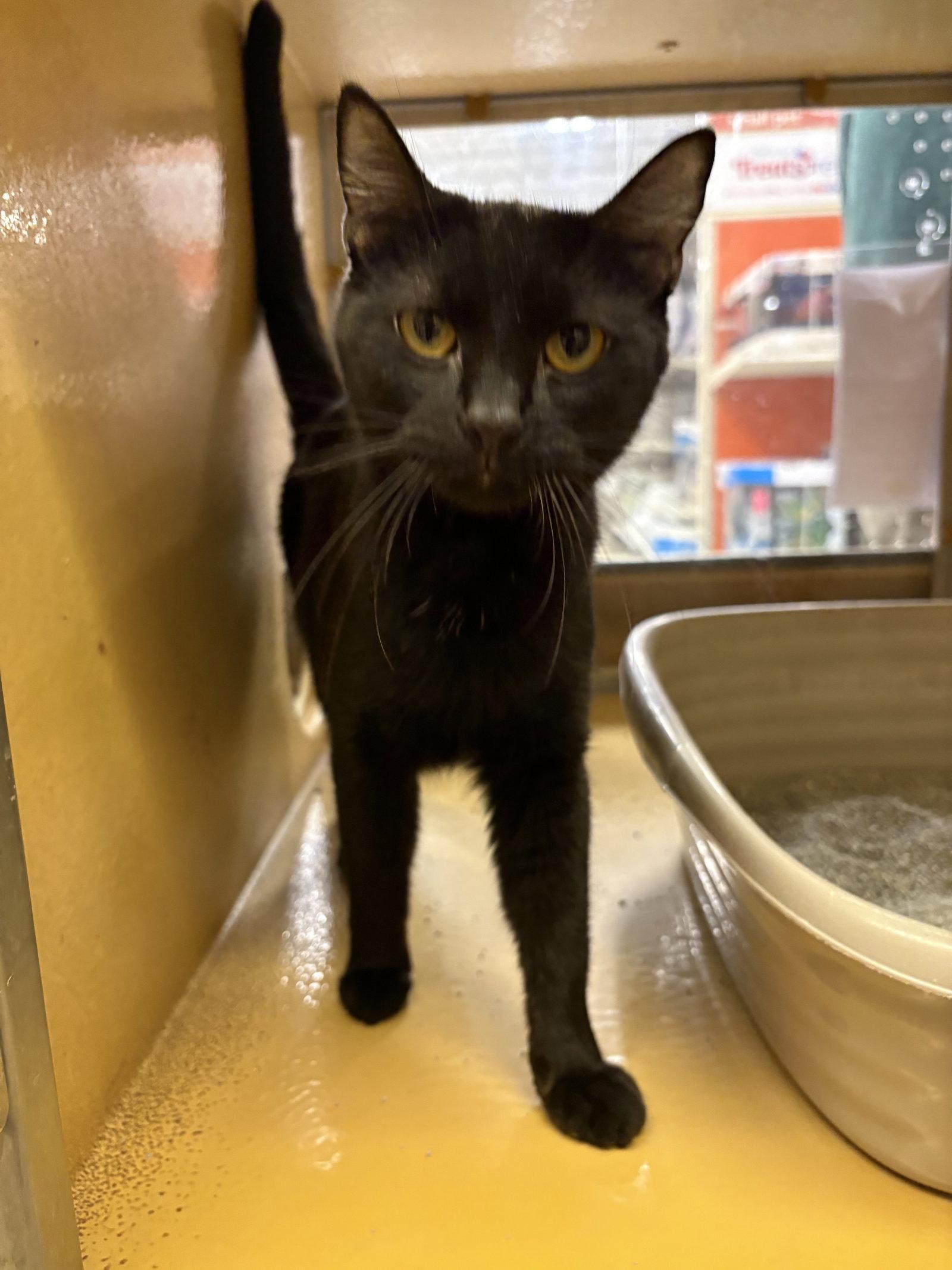 Enlarge Lexi, a Adoptable Domestic Short Hair in Yardley, PA image 3/3
