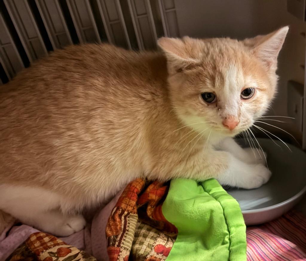 Cranberry, Adoptable, Kitten Female Domestic Short Hair.
