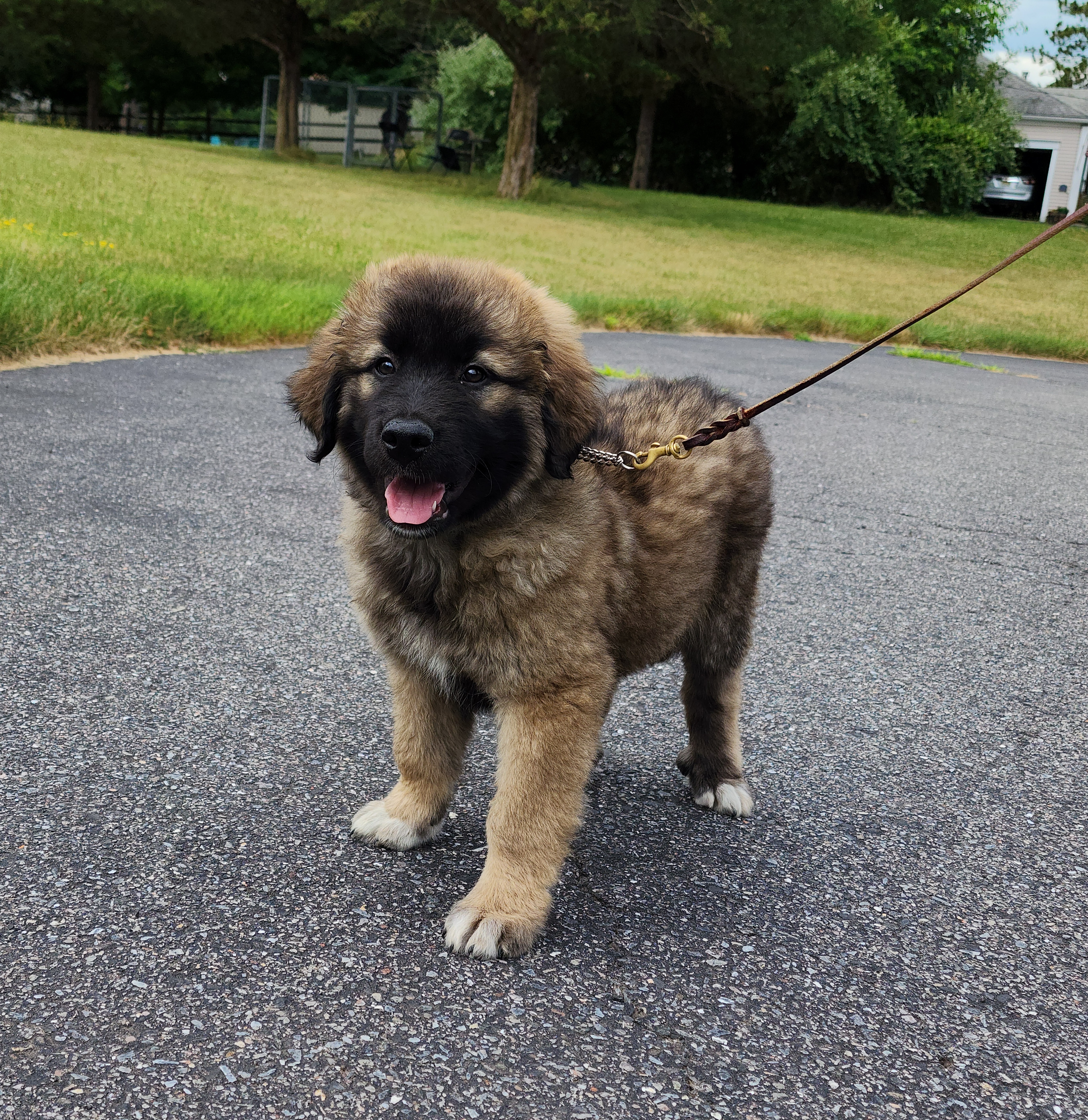 Rogue~ADOPTED, Adopted, Puppy Female Great Pyrenees.