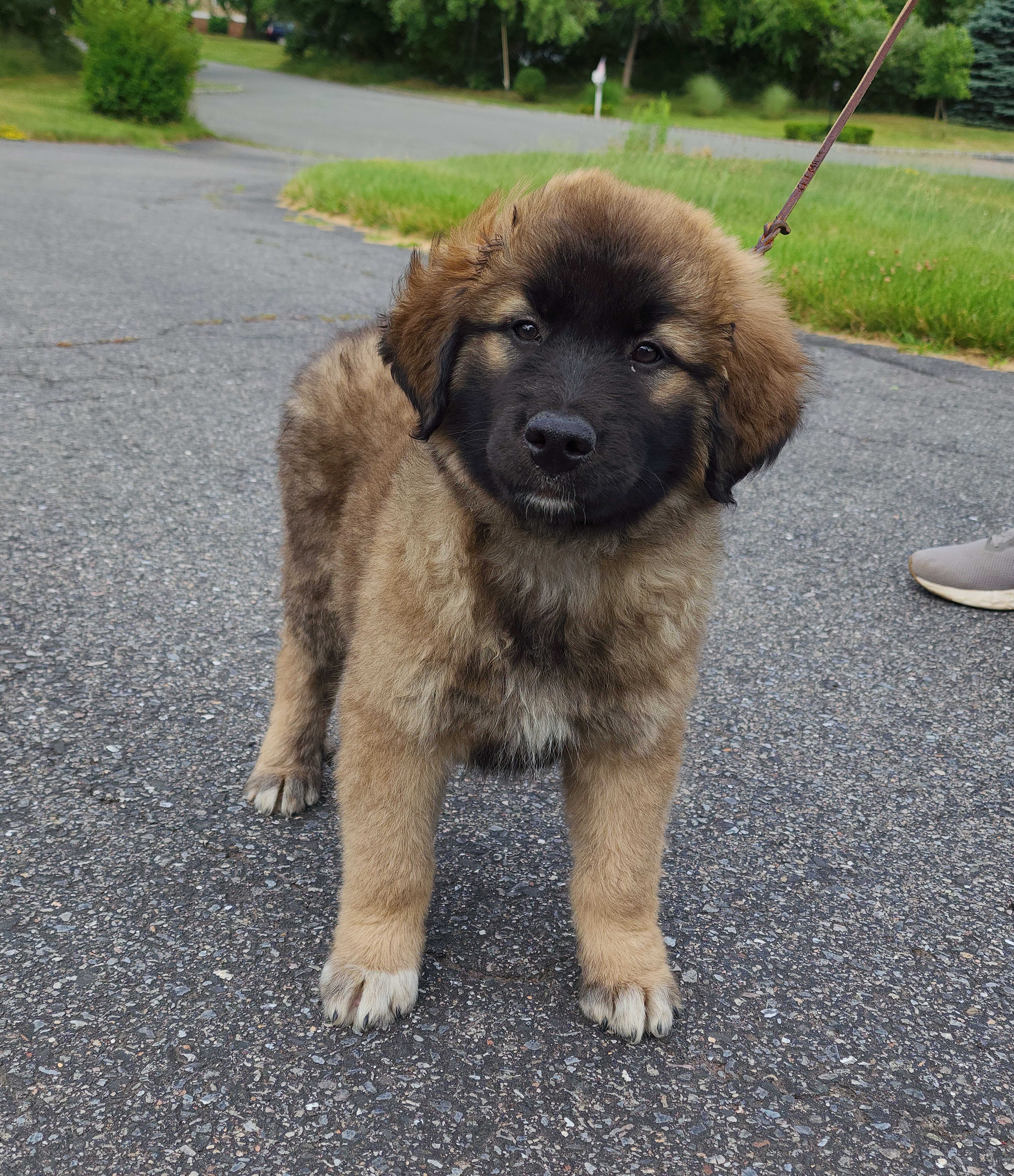 Enlarge Rogue~ADOPTED, a Adopted Great Pyrenees in Milford, NJ image 2/6