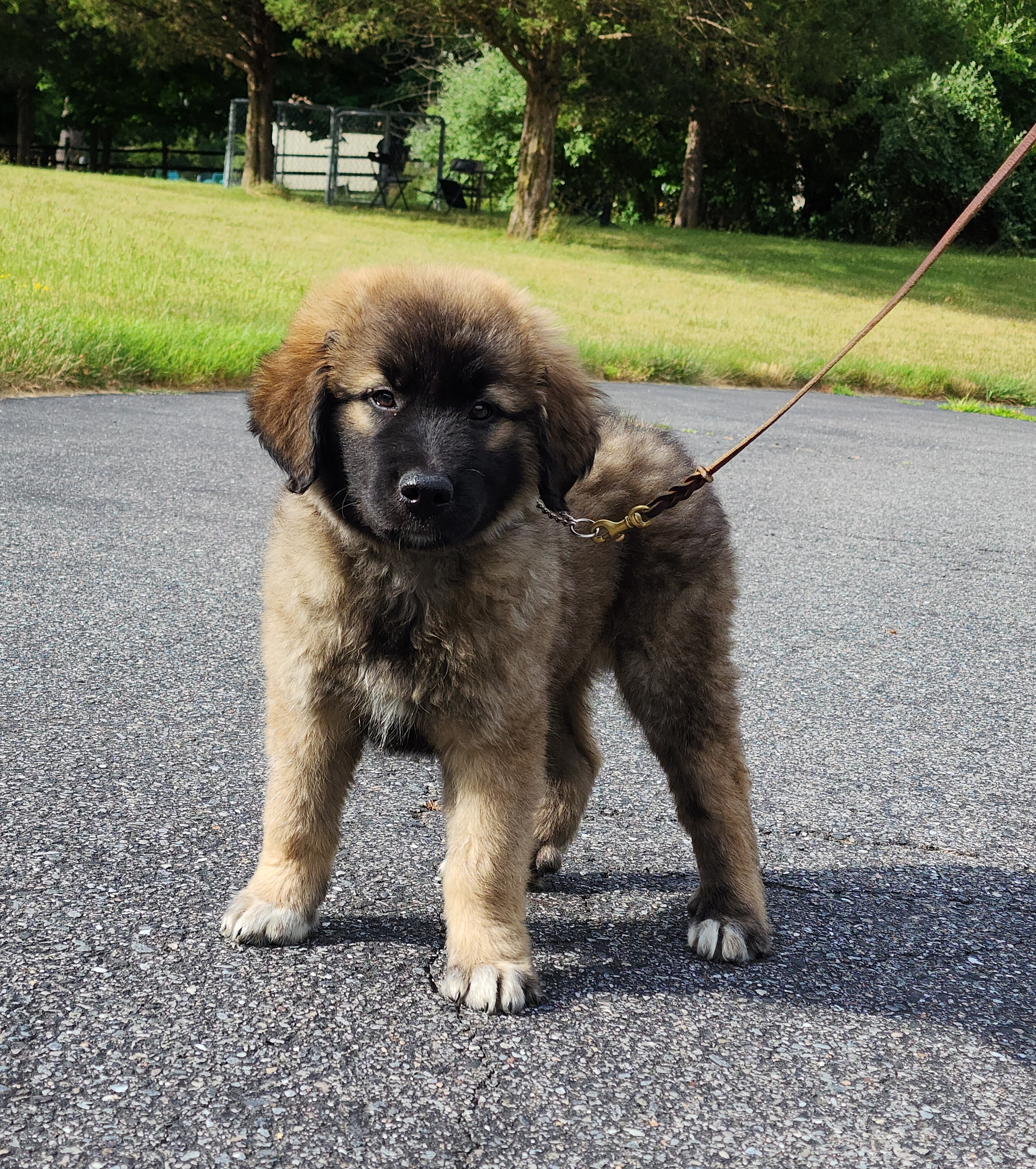 Enlarge Rogue~ADOPTED, a Adopted Great Pyrenees in Milford, NJ image 3/6