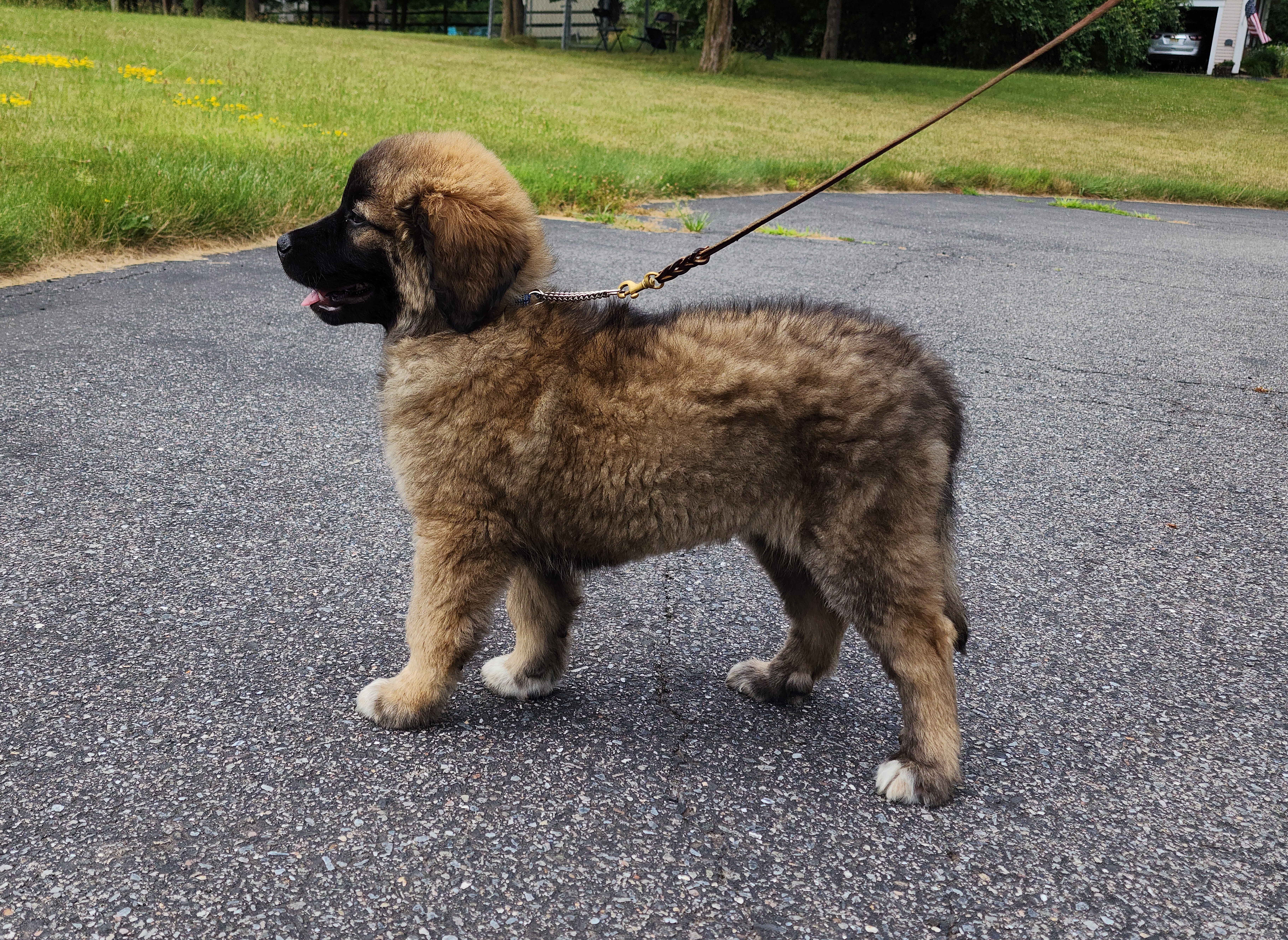 Enlarge Rogue~ADOPTED, a Adopted Great Pyrenees in Milford, NJ image 5/6