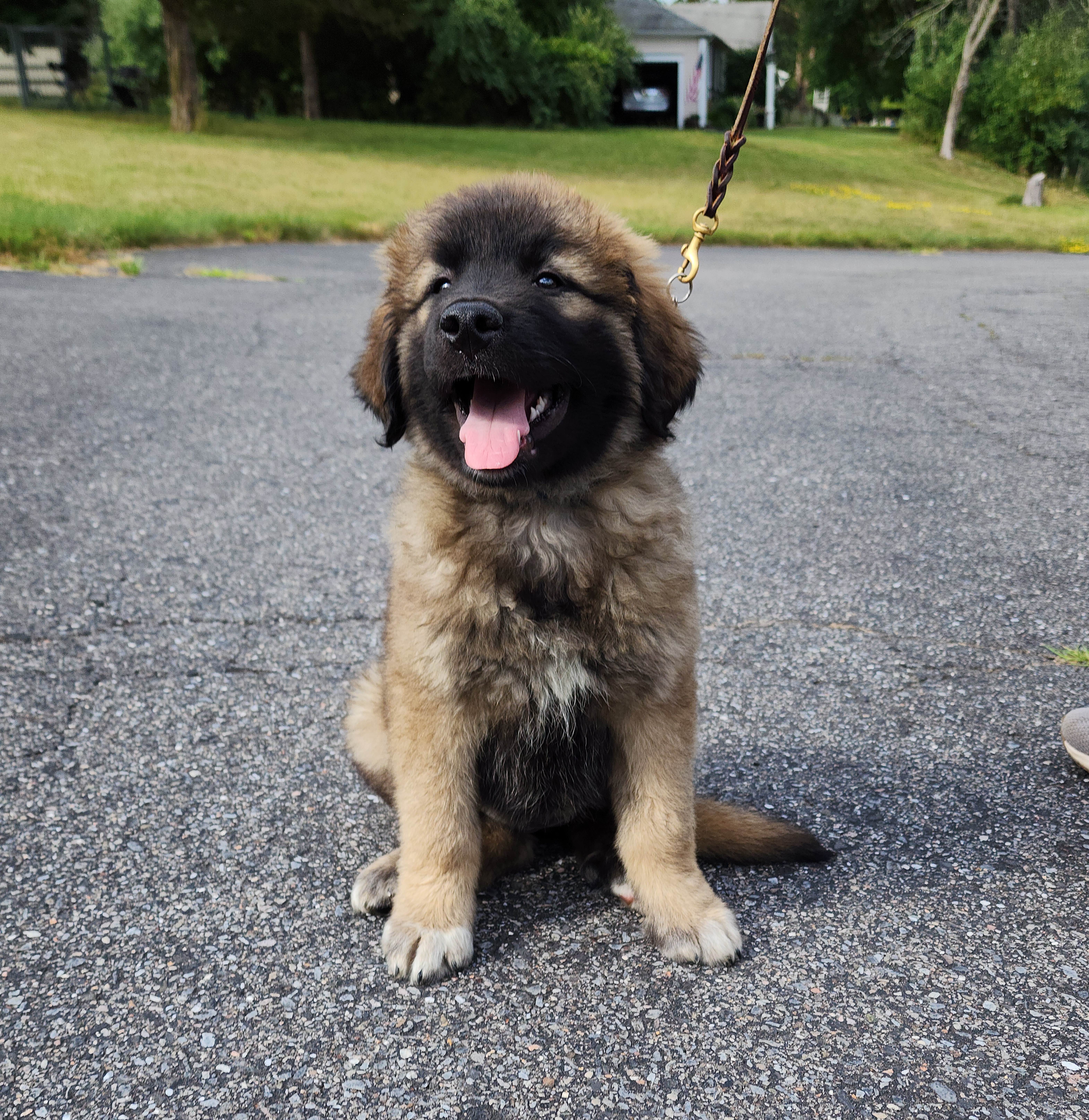 Enlarge Rogue~ADOPTED, a Adopted Great Pyrenees in Milford, NJ image 6/6